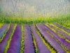 Lavender Fields 2024 