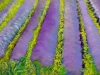 Lavender Fields 2024 