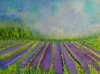 Lavender Fields 2024 