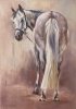 Otto - dapple grey horse