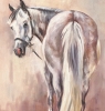 Otto - dapple grey horse