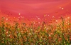 Popping Red Sky Meadows #2