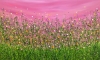 Blushing Confetti Meadows #5