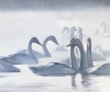 DANCING WITH SWANS