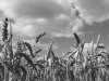 Wheatfield at Auvers 3