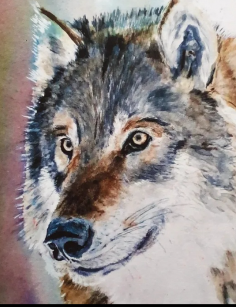 Portrait of a Wolf