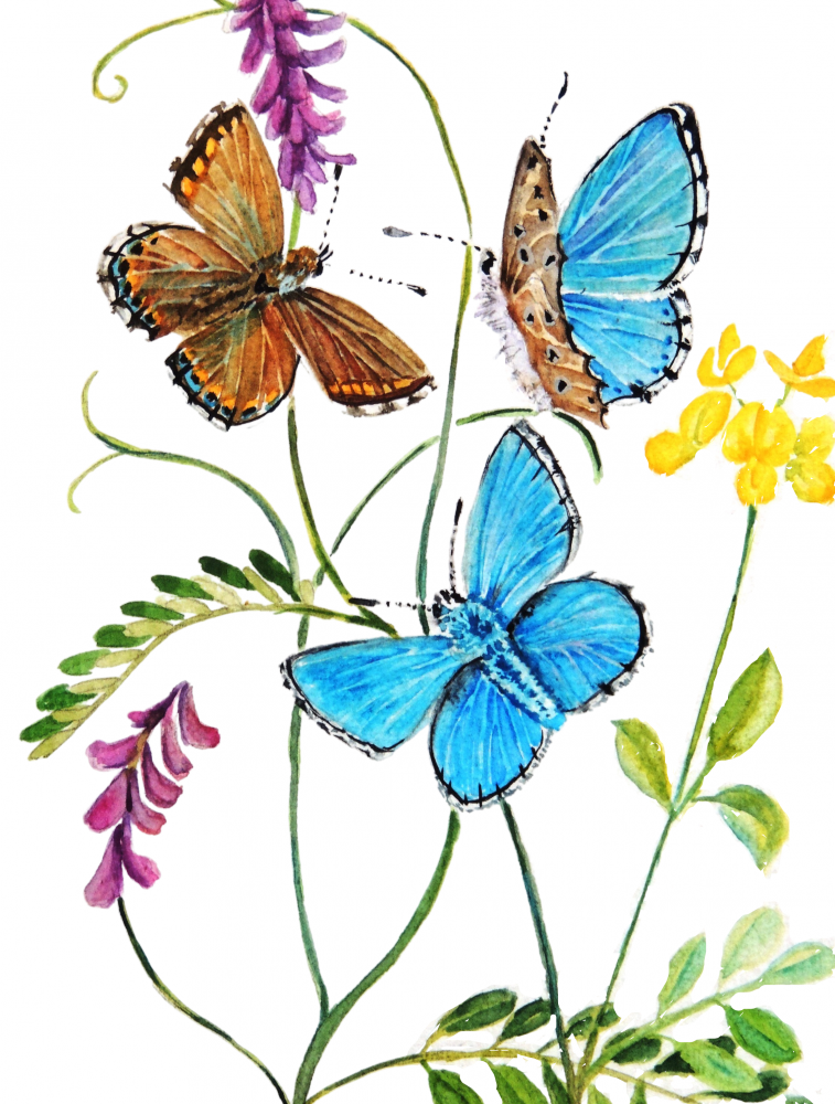 British Butterfly Collection