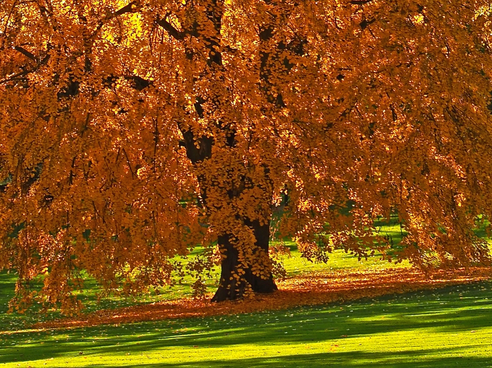 Autumn Tulip Tree 2