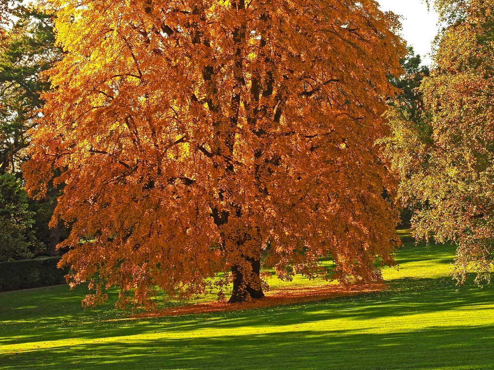 Autumn Tulip Tree 2