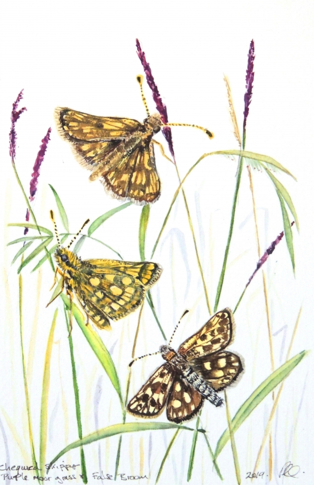 British Butterfly Collection