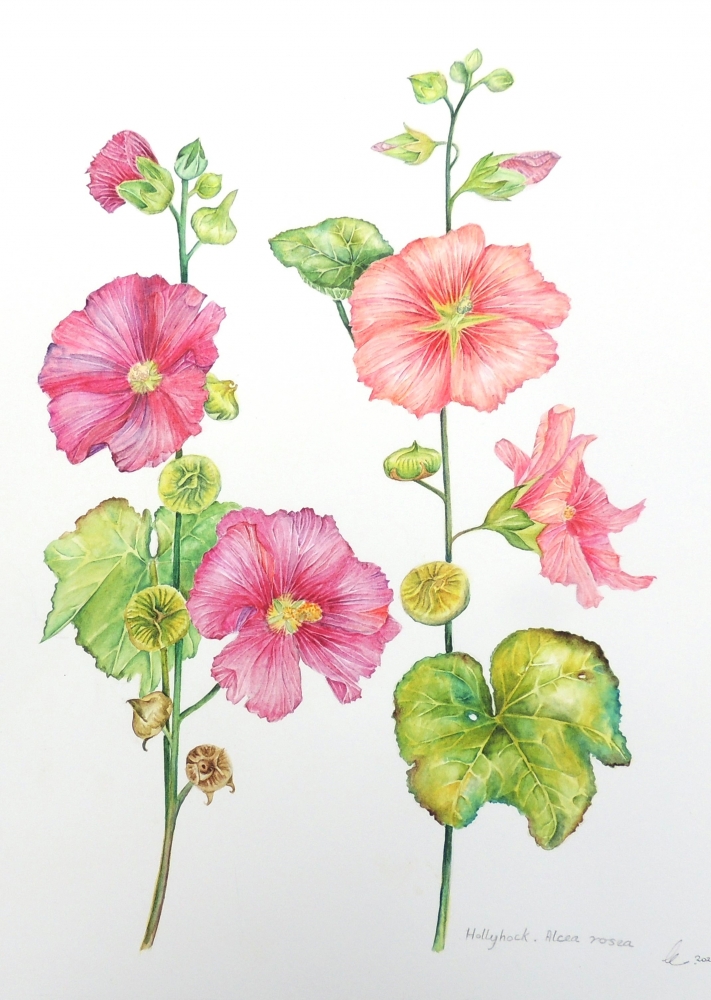 Garden Hollyhocks