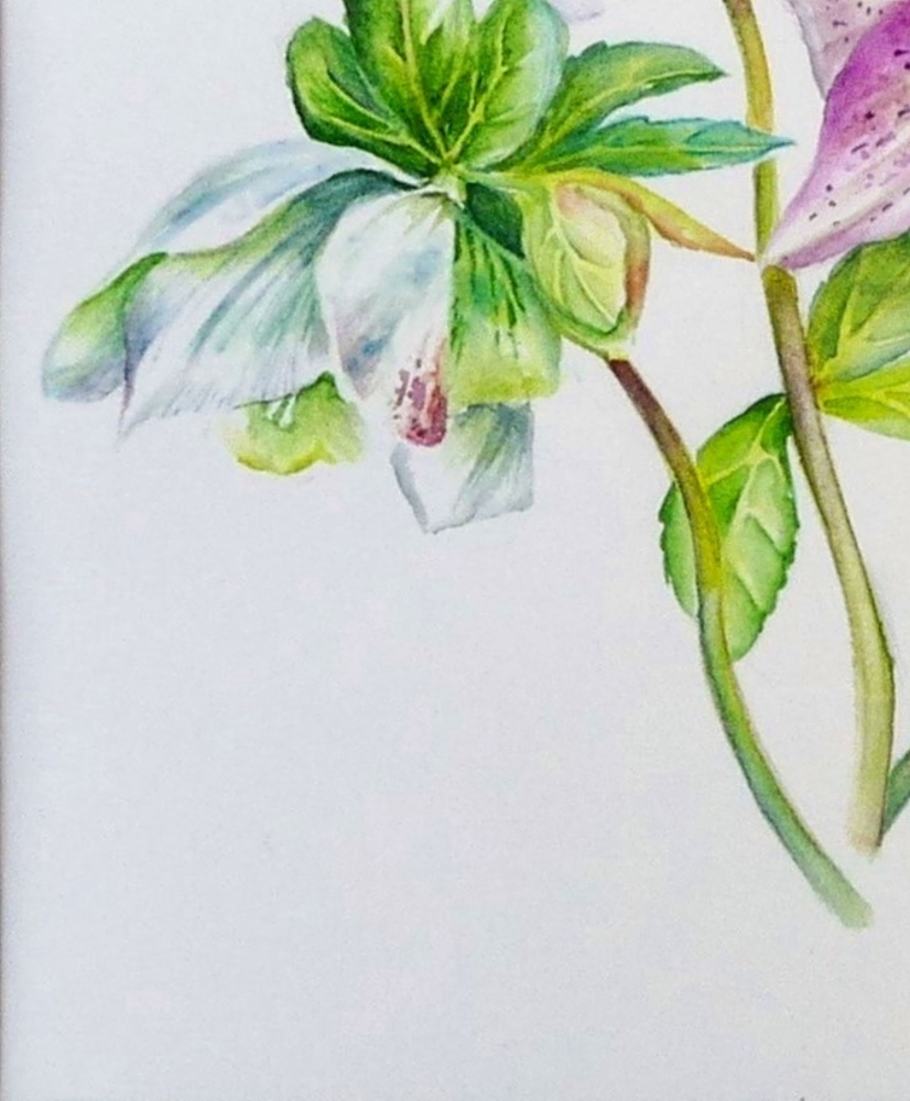 Hellebores