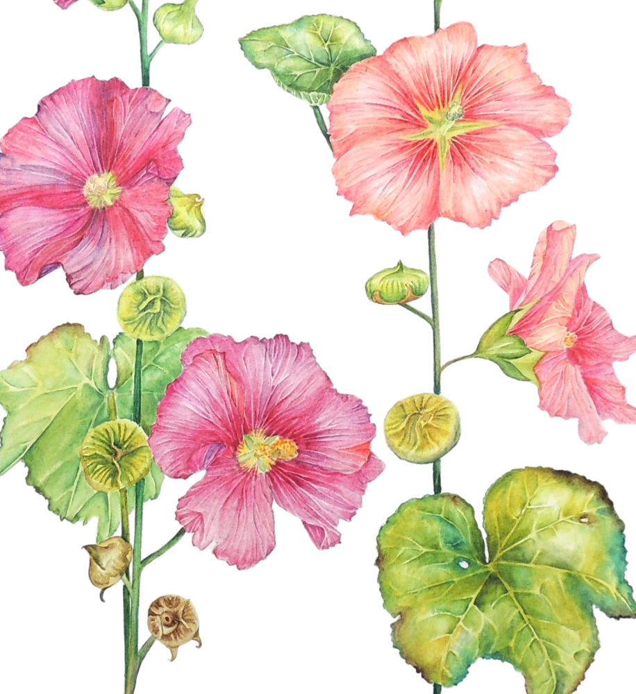 Garden Hollyhocks