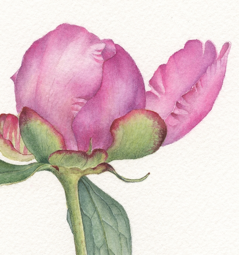 Peony Bud