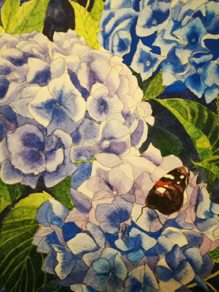 Blue hydrangeas with Butterfly Watercolour 