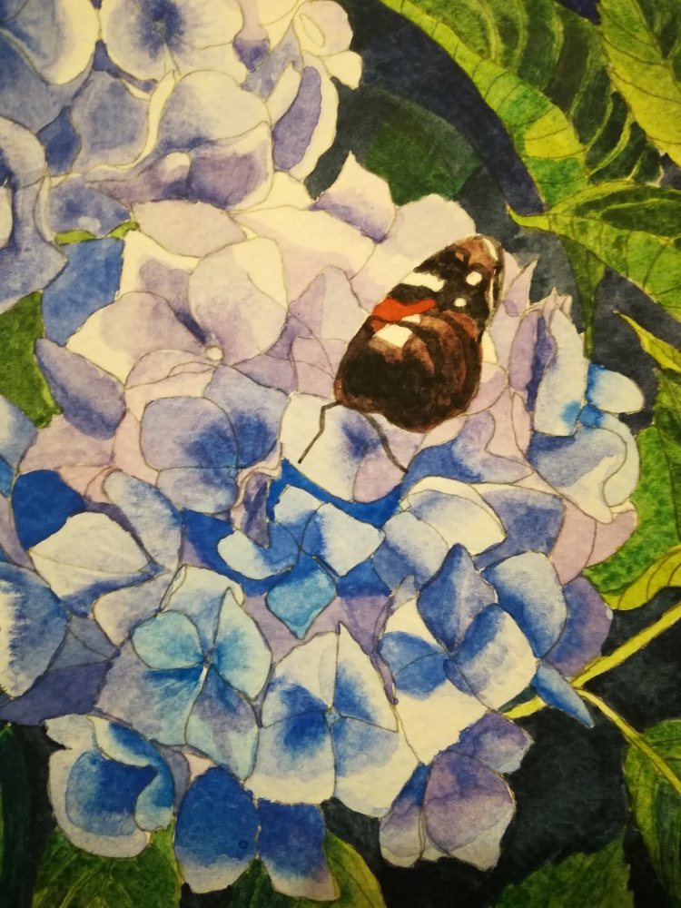 Blue hydrangeas with Butterfly Watercolour 