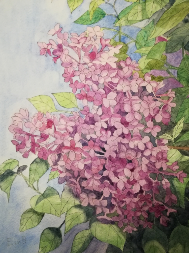 Lilac blossoms in watercolour 