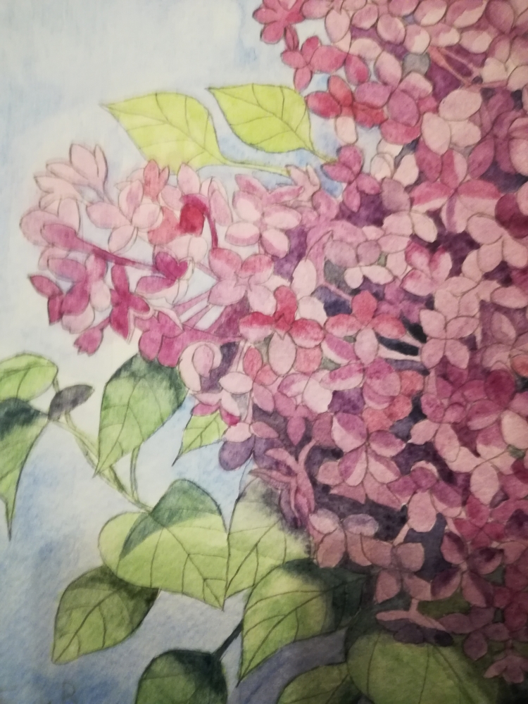 Lilac blossoms in watercolour 