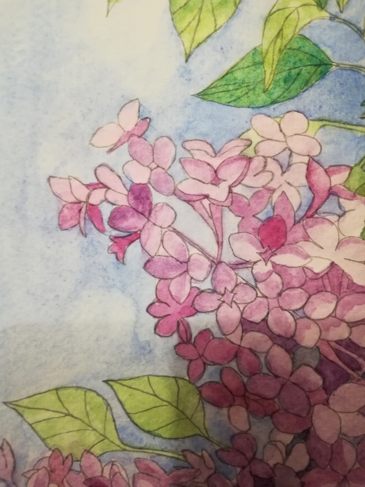 Lilac blossoms in watercolour 