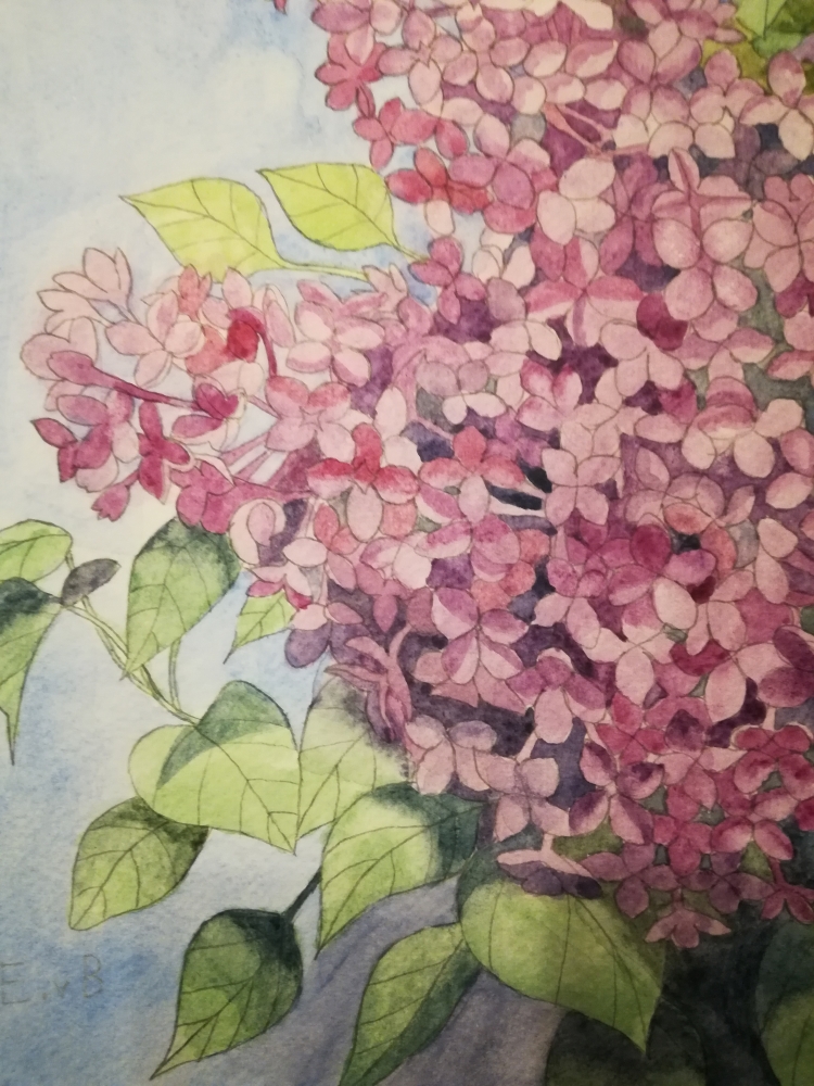 Lilac blossoms in watercolour 