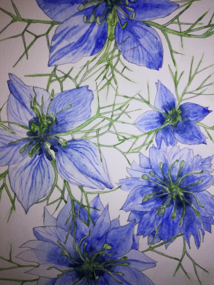 Blue Love-in-a-mist watercolour painting. 