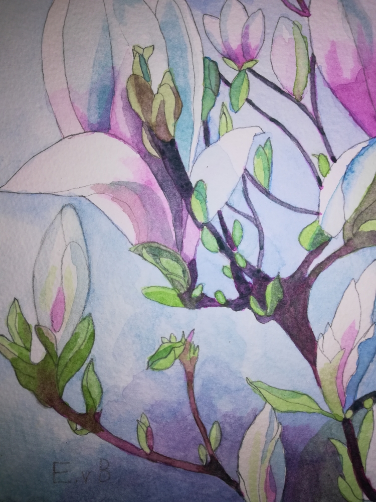 Magnolias in watercolour 