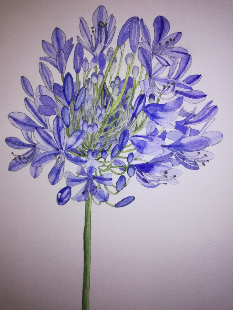 Single blue agapanthus flower watercolour 