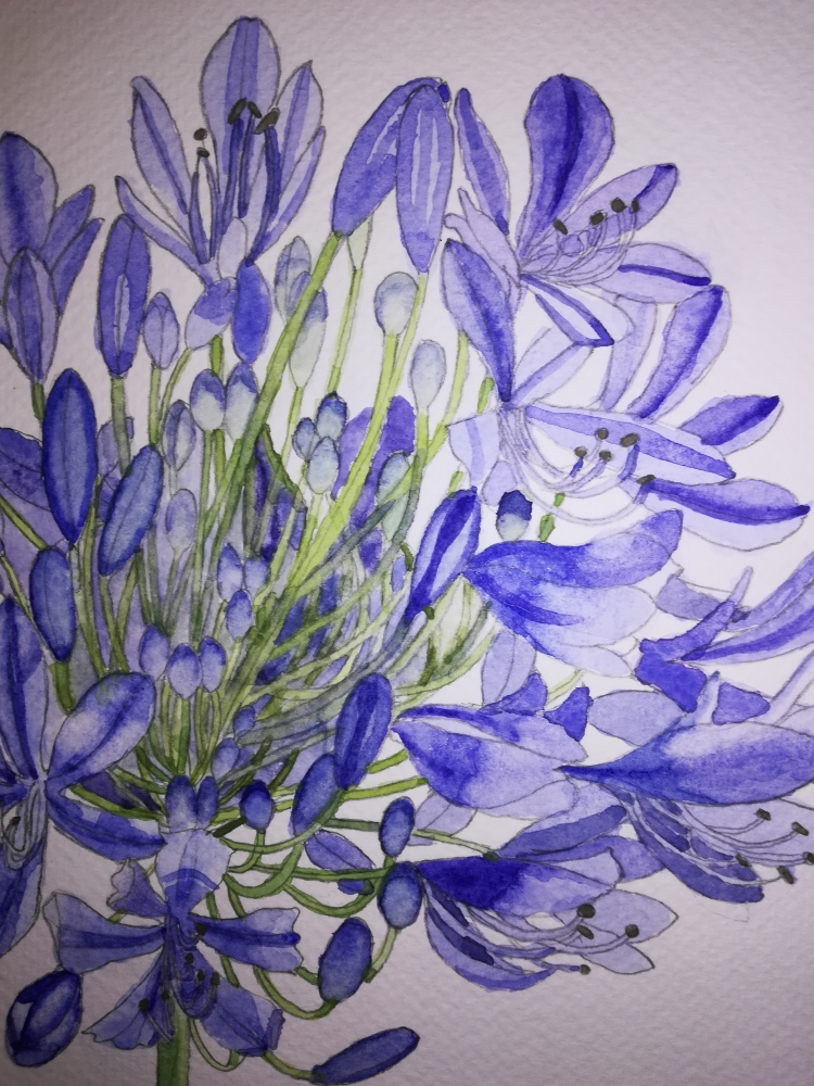 Single blue agapanthus flower watercolour 