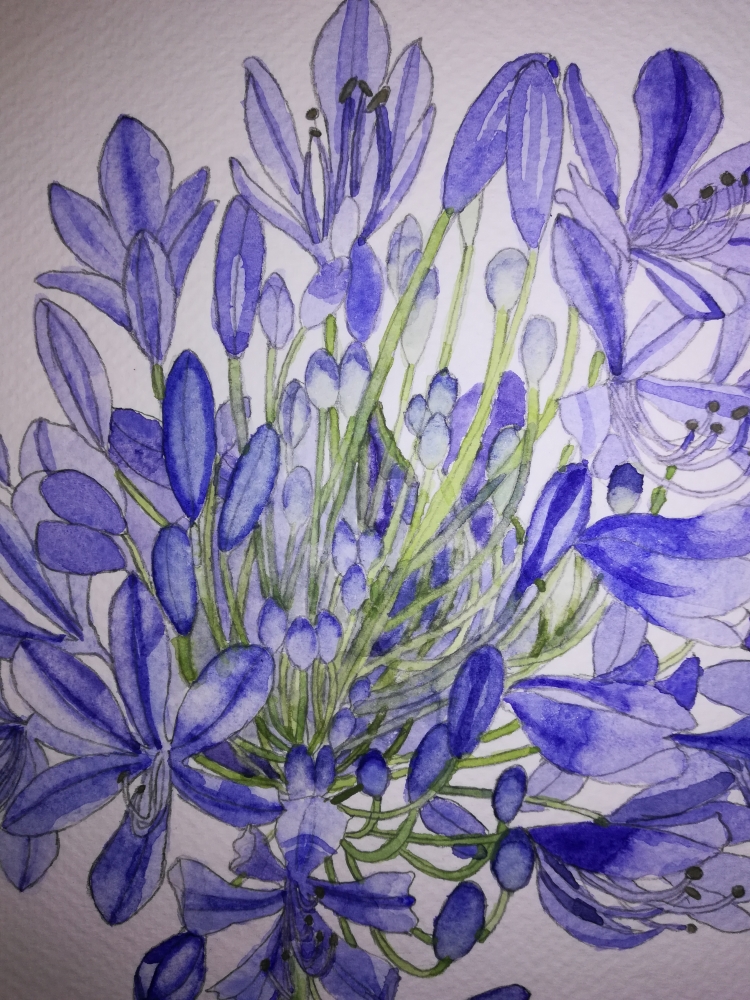 Single blue agapanthus flower watercolour 