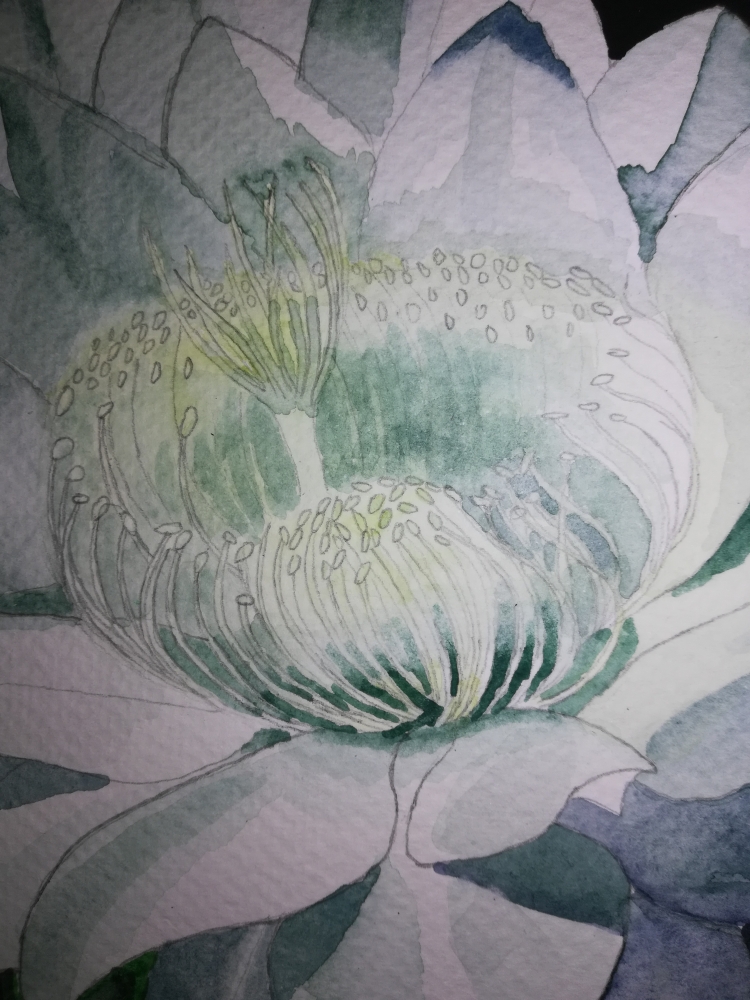 White cactus flower watercolour 