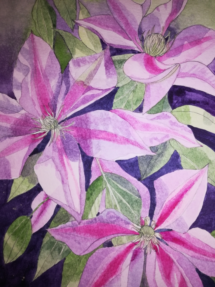 Purple clematis watercolour 