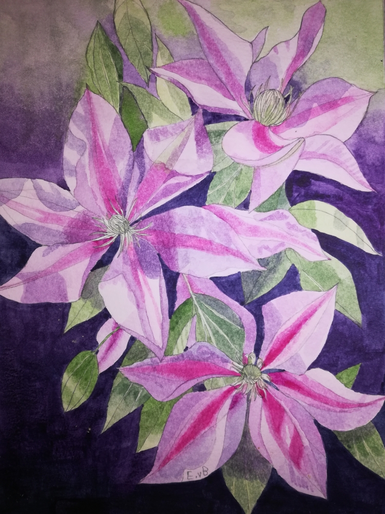 Purple clematis watercolour 