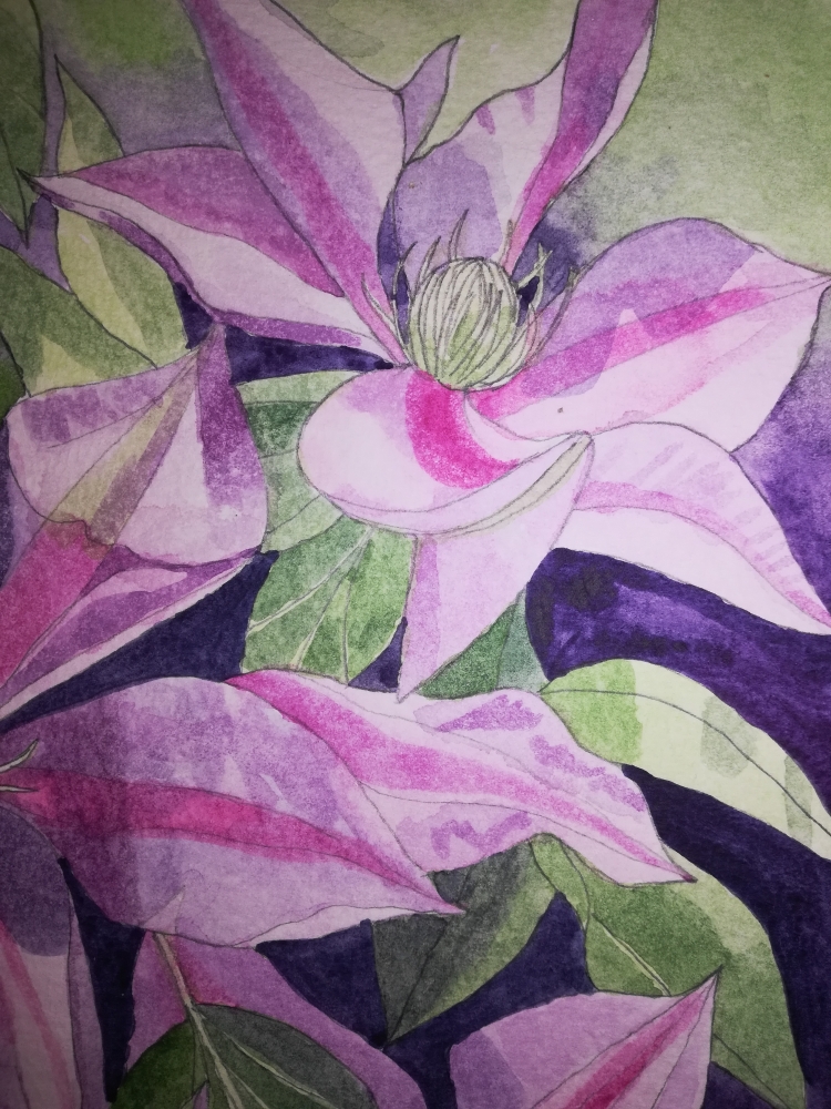 Purple clematis watercolour 