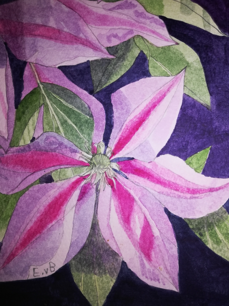 Purple clematis watercolour 