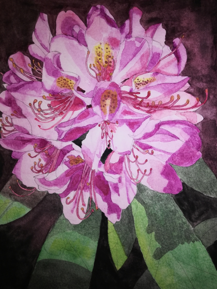 Single pink Rhododendron watercolour 