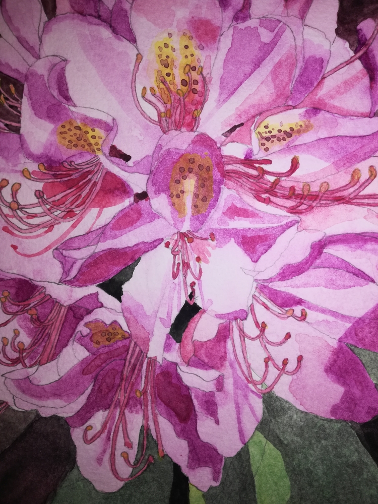 Single pink Rhododendron watercolour 