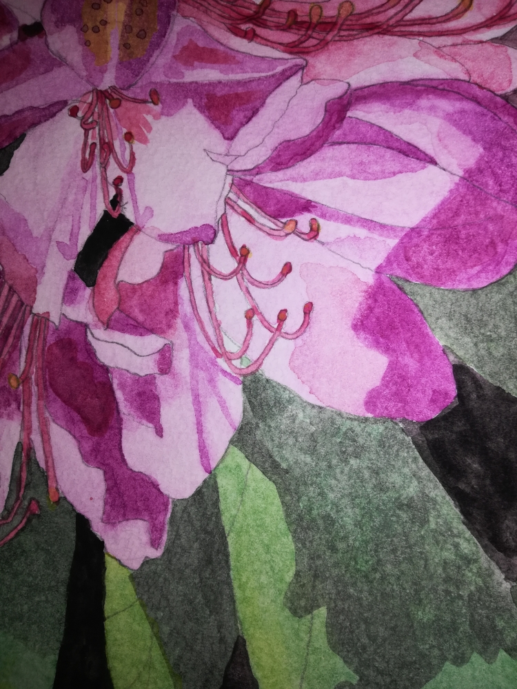 Single pink Rhododendron watercolour 