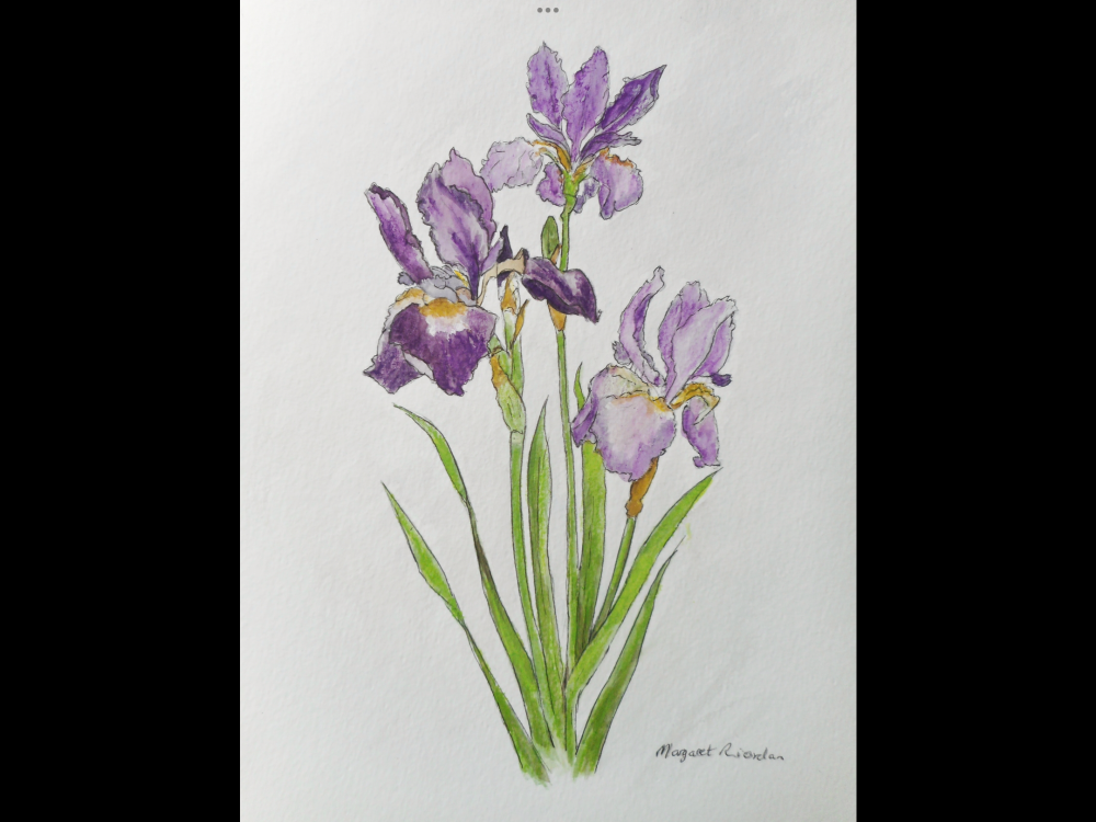 Purple Iris