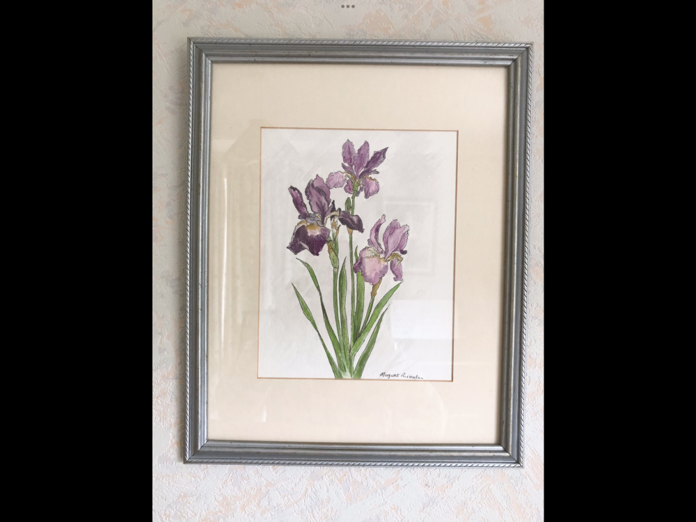 Purple Iris