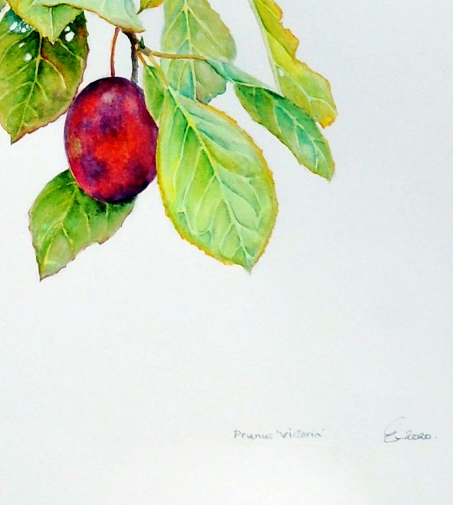 Victoria Plums