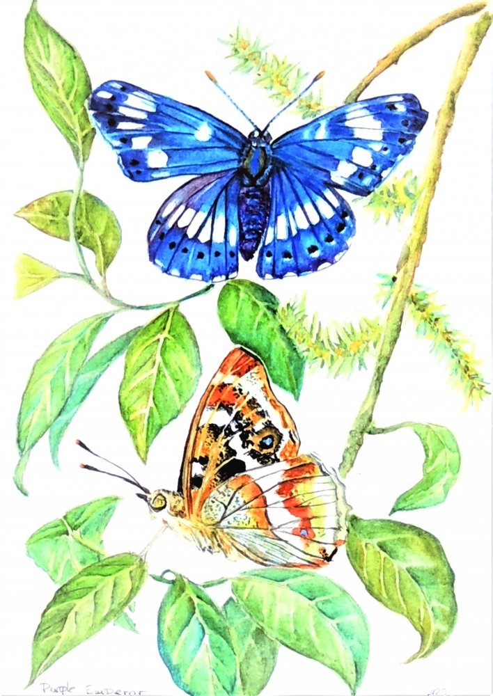 British Butterfly Collection