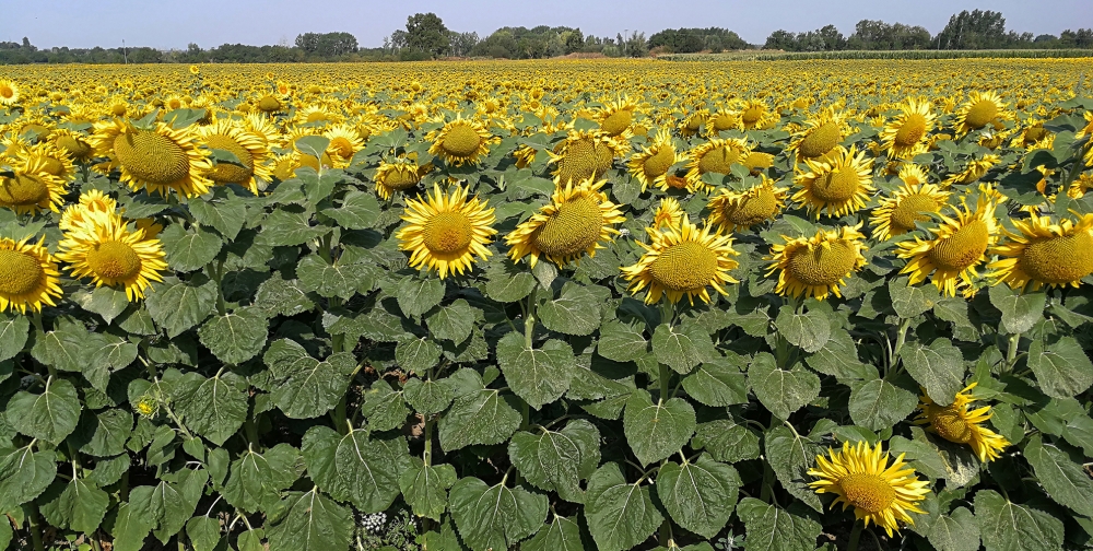 Sunflower Field