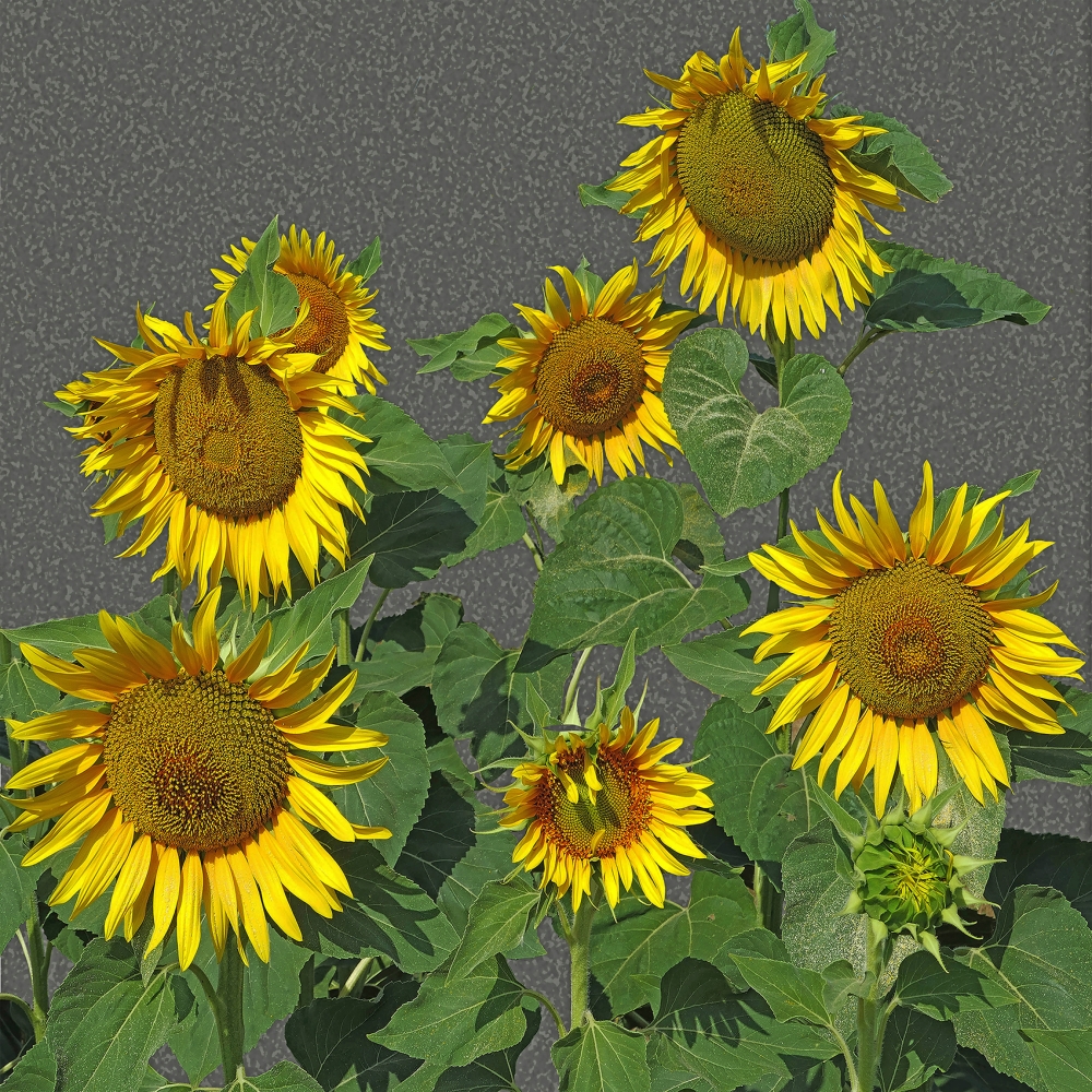 Sunflower - Limited edition of 10