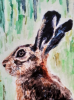 Young Hare