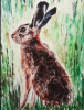 Young Hare