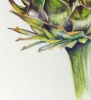 Artichoke