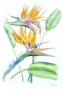 Bird of Paradise Plant