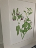 Comfrey