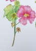 Garden Hollyhocks