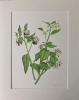 Comfrey